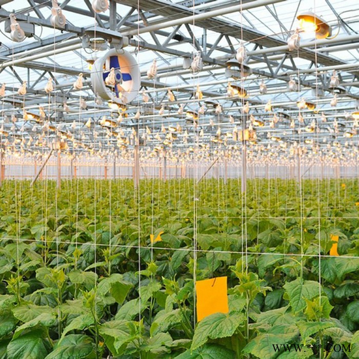 五豐 承建蔬菜大棚 光伏蔬菜大棚  蔬菜大棚廠家