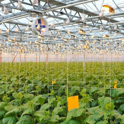 五豐 承建蔬菜大棚 光伏蔬菜大棚  蔬菜大棚廠家