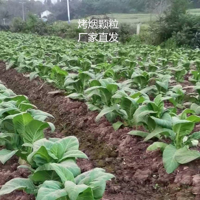 廠家直銷烤煙顆粒 高熱值木質(zhì)顆粒 燃料棒 直發(fā)湖南郴州 永州邵陽(yáng)